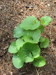 Maybe you would like to learn more about one of these? Violets In Lawns
