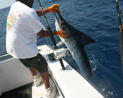 angler reeling in a large marlin offshore of Bimini