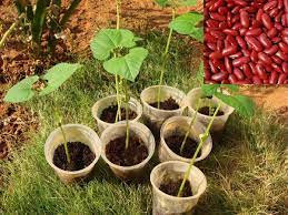 Kidney Beans Farming Rajma Detailed Guide Agri Farming