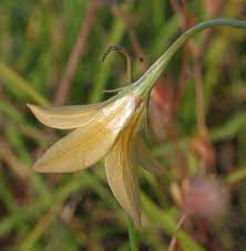 An wahlenbergia luteola in uska species han magnoliopsida nga ginhulagway ni p.j.sm. Wahlenbergia Luteola