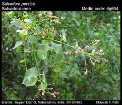 Image result for Salvadoraceae