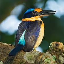 Image result for Toddaliopsis