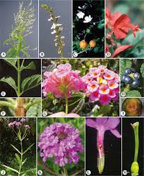 Image result for Deinbollia sp. A