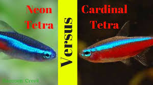 Ratte, treat, atter, ratte, tater, teart, treat. Neon Tetras Vs Cardinal Tetras How To Keep Them Long Term Youtube
