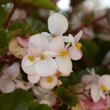Image result for Begonia iucunda