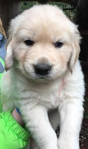Puppies and dogs for sale in usa on puppyfinder.com. Cream Golden Retrievers Puppies For Sale In Fargo North Dakota Classified Americanlisted Com