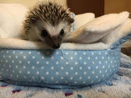 4 Week Old Baby Pygmy Hedgehog Pygmy Hedgehog Hedgehog Animal Cute Animals