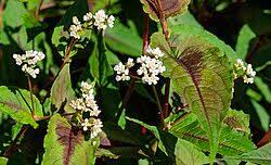 Image result for Persicaria hystricula