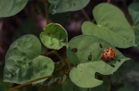 Image result for Ipomoea obscura
