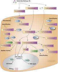 Image result for Ifosfamide