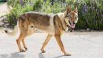 Czechoslovakian Wolfdog Personality, temperament and pictures