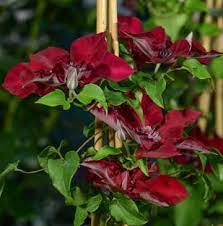 Short 'bitesized' guide on best techniques and method to plant a clematis in a container, pot or planter. Growing Clematis In Containers Down To Earth