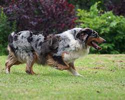 What To Do About Dog Biting And Nipping Due To Herding
