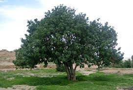 Carob Tree Medium Tree Seedling In 2021 Trees To Plant Tree Seedlings Plants