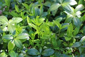 Als eine bodendecker pflanze, die schattige standorte bevorzugt, eignet er sich besonders für die begrünung von verschiedenen fassaden, mauern und zäunen. Immergrune Bodendecker Sorten Fur Sonne Und Schatten Gartendialog De