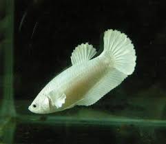 Pin Di Aquariums Fish