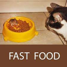 Fast Food Starter Funny Image Of Cat And Mice Funny Images Best Funny Images Funny