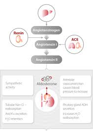 Image result for Aldosterone