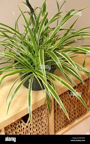 Image result for Chlorophytum sparsiflorum