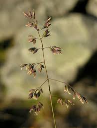 Image result for Poa schimperiana