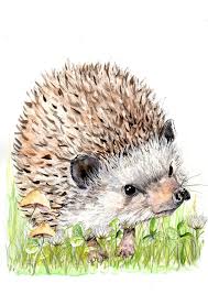 Hedgehog Illustration Painting Watercolor Art 6x4 Print A4 Etsy Hedgehog Illustration Hedgehog Art Hedgehog Drawing