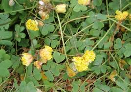 Mar 21, 2021 · librivox about. Trifoglio Giallo Decorativo E Medicinale Pollicegreen