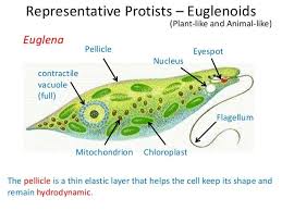 Image Result For Animal Like Protist Examples Protists Animals Image