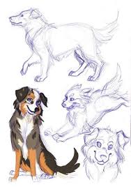 Australian Shepherd Dogsketch Australian Cartoon Dogsketch Shepherd Gesundes Essen Australian Cartoon Dogs Animal Drawings Cartoon Drawings Art