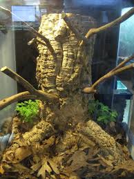 Lygodactylus Williamsi Vivarium Construction Vivarium Crested Gecko Habitat Reptile Room