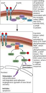Propagation Of The Cellular Signal Boundless Biology