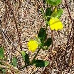 Image result for Justicia odora