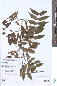 Image result for Baissea