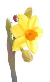 Narcissus Narcissus Flowers Yellow Flowers