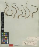 Image result for Hypoxis nyasica