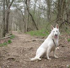 Gunther White German Shepherds