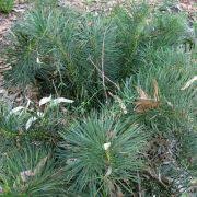Image result for Macrotyloma stenophyllum