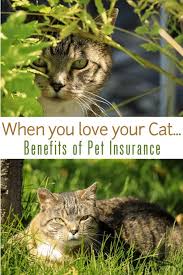 We offer one simple pet medical insurance plan with 90% coverage of veterinary costs. Ad Is Your Cat S Health Important To You When Your Fur Baby Is A Treasured Member Of The Family You Want The Ver Cat Health Best Pet Insurance Pet Insurance