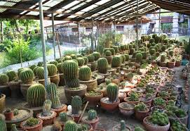 Cacti, bless their spiny little hearts, have been shaped (literally) by an environment of privation and extremes. How Fast Do Cactus Grow How To Make It Grow Faster
