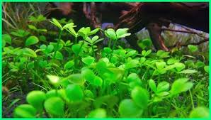 16 Jenis Tanaman Aquascape Yang Mudah Perawatannya Dunia Fauna Hewan Binatang Tumbuhan Di 2020 Tanaman Aquascaping Binatang