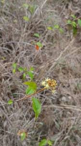 Image result for Croton dichogamus