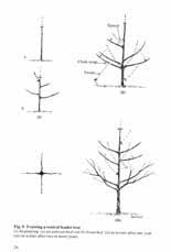If you trust us with your fruit tree pruning you will notice a benefit from your next fruit harvest. Pruning Fruit Trees