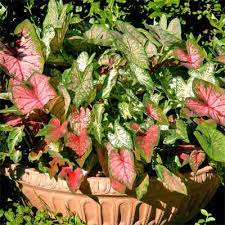 Some gardeners might be looking for other trees that will grow and thrive in texas, like flowering trees, shade trees, and shrubs. Color In A Shaded Landscape Neil Sperry S Gardens