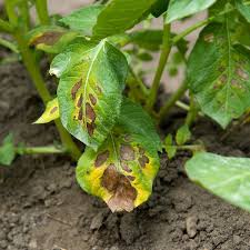 This article will explain why this happens, how to fix it and how to prevent yellow leaves in the future. Magnesium Deficiency In Potatoes Alan Buckingham