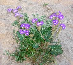 Image result for Ficalhoa