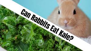 Can Rabbits Eat Kale Naturefaq
