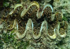 Image result for Tridactyle stevartiana
