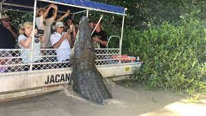 Di croco is a darwin boutique renowned for its luxury goods made from the highest quality nt crocodile skin. Dominator The Huge Adelaide River Saltwater Crocodile Estimated To Be About 6m In Length Puts On A Show For Boatload Of Tourists Nt News