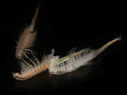 Until about 25 years ago, the great salt lake was the predominant commercially viable source of artemia, accounting for 90 percent of the global supply, according to philippe léger, ceo of inve. Brine Shrimp Wikipedia