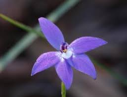 Image result for Prismatocarpus cordifolius