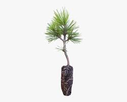 Usd n credit card r accepted w/ tax refund. Korean Pine Tree Sapling Hd Png Download Kindpng